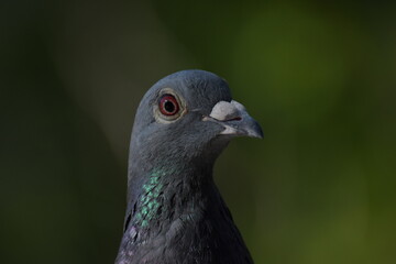 pigeon