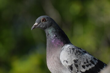 pigeon