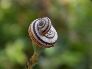 the snail climbed on the snail