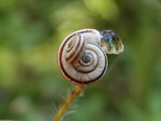 the snail climbed on the snail