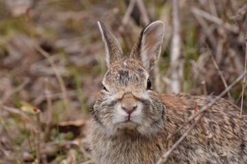 rabbit