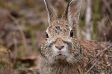 rabbit