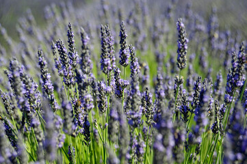 lavanda viola
