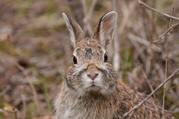 rabbit