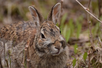 rabbit