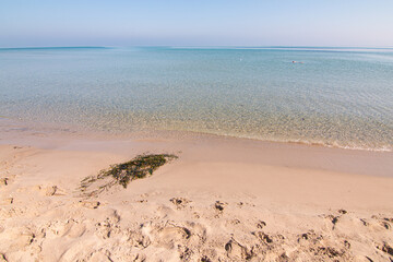Posidonia seaweed on the beach