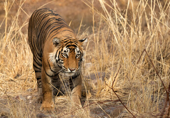 Fototapeta na wymiar Tigress T60 cub, Ranthambore Tiger Reserve