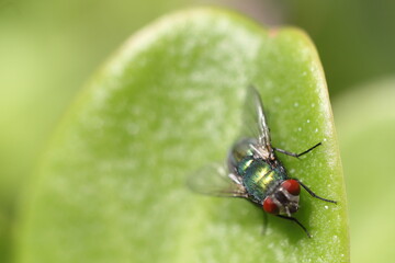 Insectos sobre diversas plantas mediterráneas