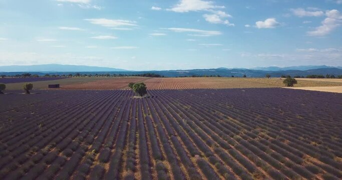vue du plateau de Valensole en &eacute;t&eacute; - France Provence