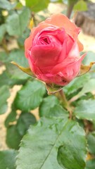 pink rose