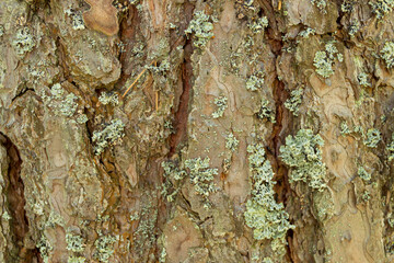 The surface of the bark of a pine tree covered with moss