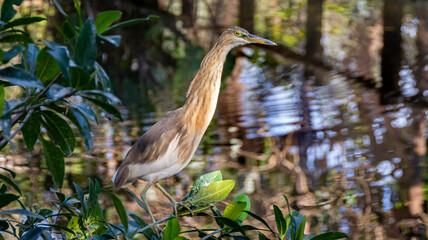 Javan Pond Heron