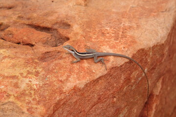 Long Nosed Dragon (Gowidon longirostris) sunbathing on a rock in Kings Canyon, Northern Territory, Australia 