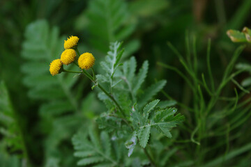 Yellow flower of a medicinal plant called tansy close-up on a background of green grass