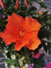 red hibiscus flower