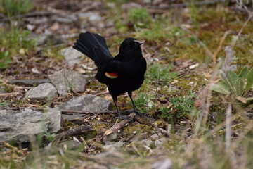 red-winged blackbird
