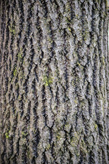 Beautiful texture in the form of aspen bark.