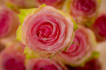 Fototapeta na wymiar Close up of Esperance roses variety, studio shot.