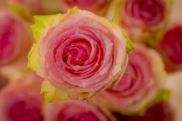 Close up of Esperance roses variety, studio shot.