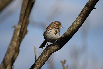 Obraz premium song sparrow
