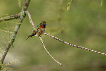 Ruby throated hummingbird
