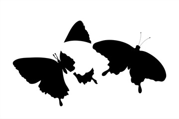 Vector silhouette of couple of butterflies. Symbol of insect.