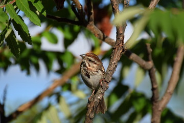 song sparrow