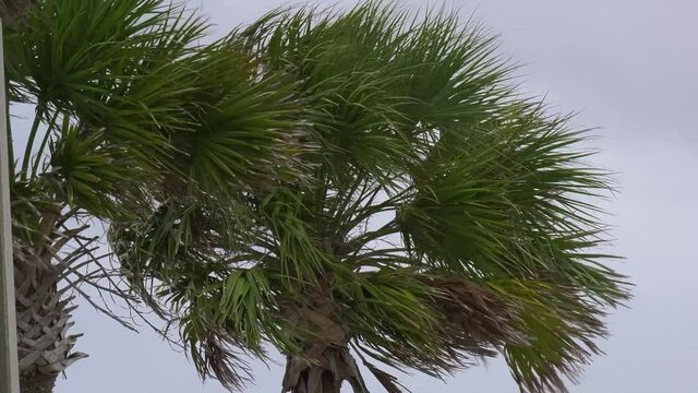 Close up of sabal palm trees blowing in strong winds