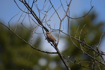 song sparrow