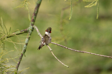 Ruby throated hummingbird