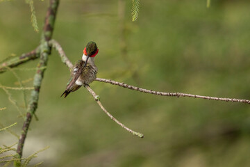 Ruby throated hummingbird