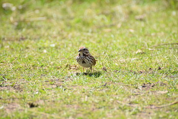 song sparrow