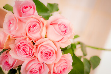 Fototapeta na wymiar Close up macro of Luciano roses variety, studio shot.