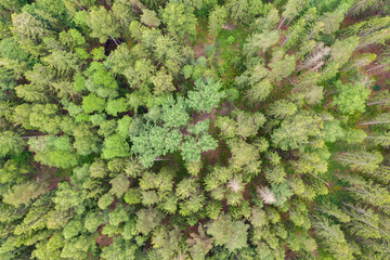 Aerial view top down on forest with green spruce trees