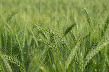 Fresh green barley wheat spikes in wheat field