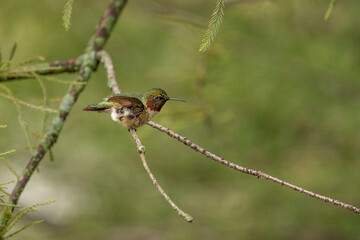 Ruby throated hummingbird
