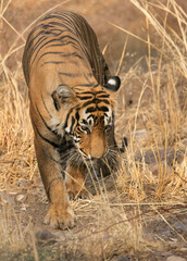 Tiger cub, Ranthambore Tiger Reserve