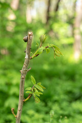 Snail on a tree branch in the forest