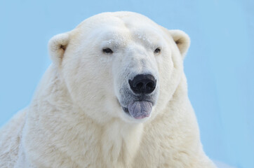 polar bear portrait