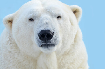 polar bear close up