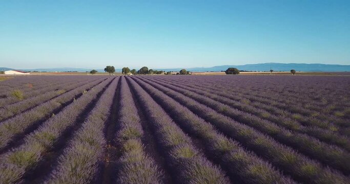 alignements de lavandes - Valensole Provence