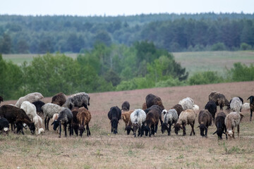 Goats pasture on sand dunes field near forest. Kitsevka desert hilly sands in Ukraine, Kharkiv region landscape. Desert in spring