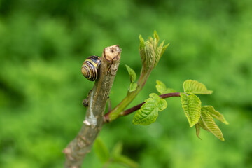 Snail on a tree branch in the forest