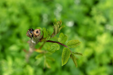 Snail on a tree branch in the forest