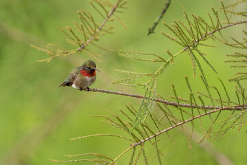 Ruby throated hummingbird