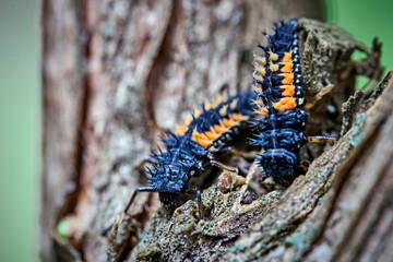 Larven des Asiatischen Marienkäfers ( Harmonia axyridis , auch „Vielfarbiger“ oder „Harlekin-Marienkäfer“ ).