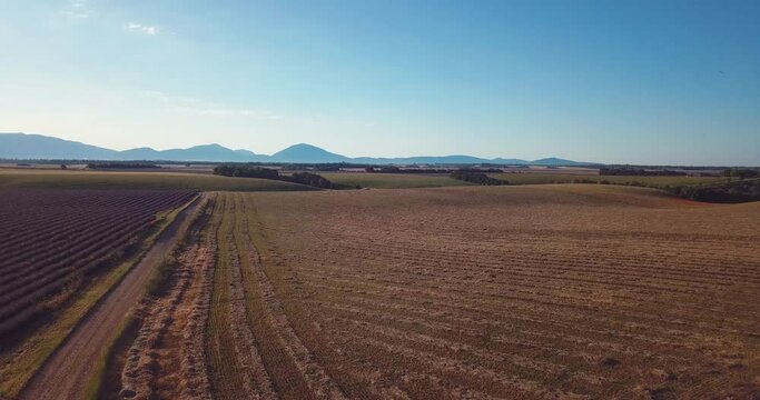 un chemin sur le plateau de Valensole entre lavandes et bl&eacute;s 