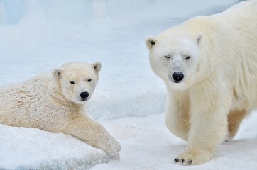 Obraz na płótnie Canvas two polar bears