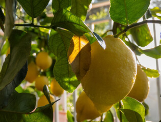 Lemons Hanging from the branch of lemon tree in the sunny day in Spain. Close up.