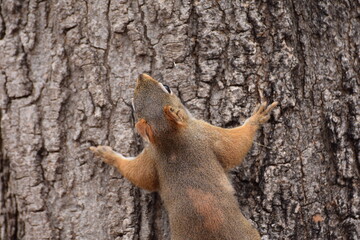 Fototapeta na wymiar squirrel